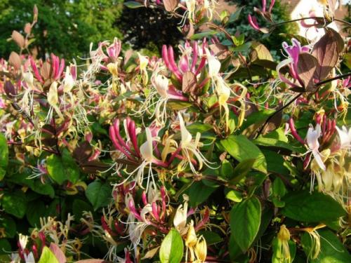 Жимолость растения. Жимолость (51 фото): виды и сорта, полезные свойства, правила посадки и ухода