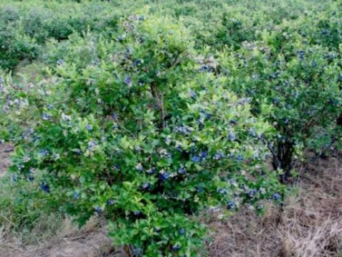 Весенний уход за жимолостью. Как ухаживать за жимолостью весной