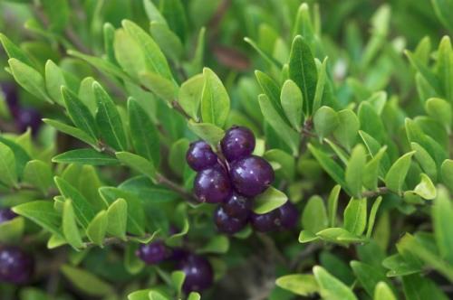 Жимолость растения. Жимолость (51 фото): виды и сорта, полезные свойства, правила посадки и ухода