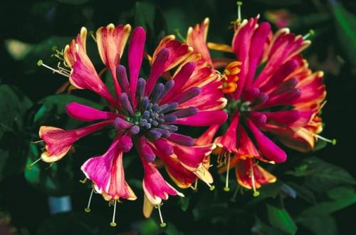 Жимолость растения. Жимолость (51 фото): виды и сорта, полезные свойства, правила посадки и ухода