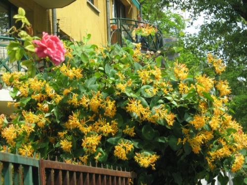 Жимолость растения. Жимолость (51 фото): виды и сорта, полезные свойства, правила посадки и ухода