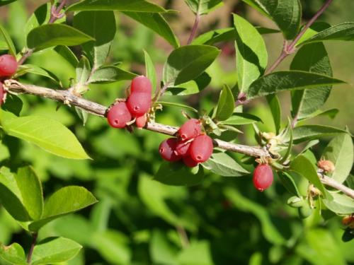 Жимолость растения. Жимолость (51 фото): виды и сорта, полезные свойства, правила посадки и ухода