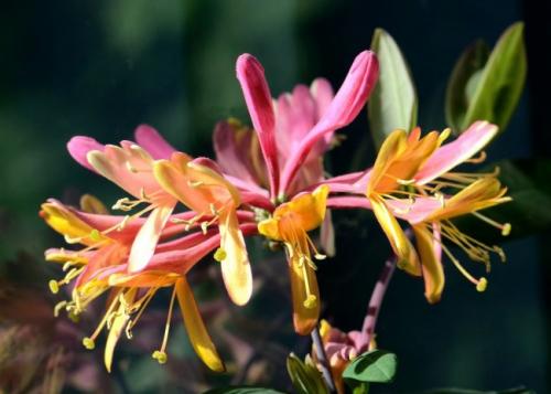 Жимолость растения. Жимолость (51 фото): виды и сорта, полезные свойства, правила посадки и ухода