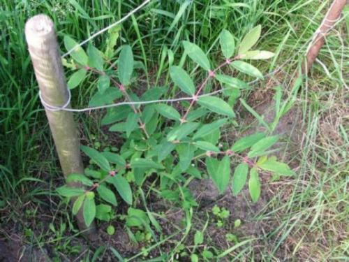 Весенний уход за жимолостью. Как ухаживать за жимолостью весной