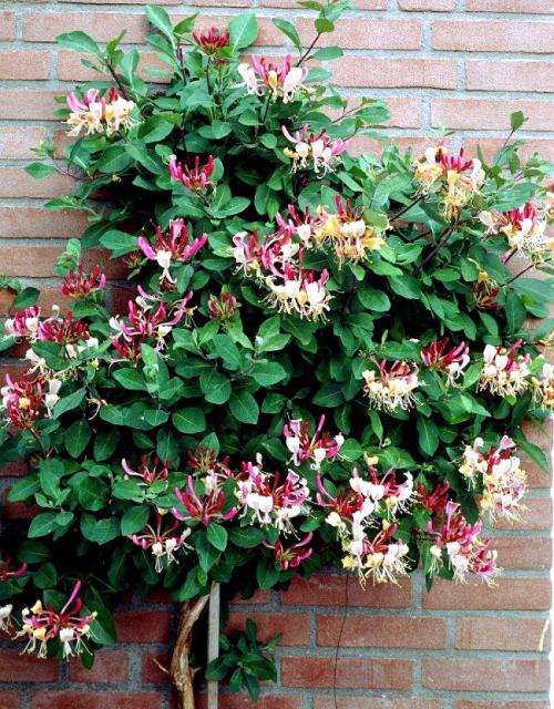 Жимолость растения. Жимолость (51 фото): виды и сорта, полезные свойства, правила посадки и ухода