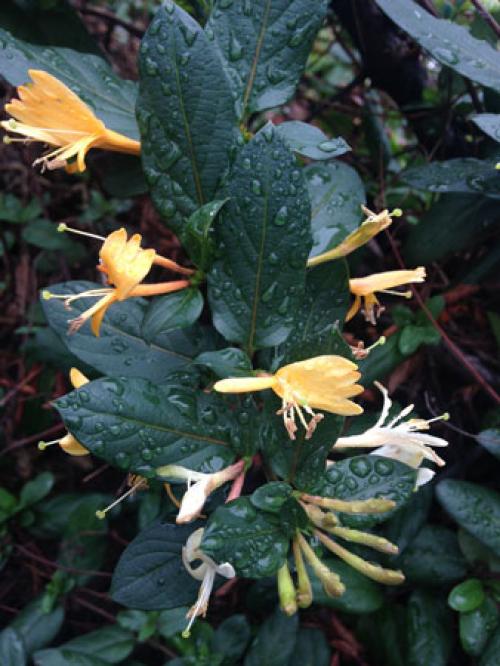 Что любит жимолость. Жимолость съедобная, описание