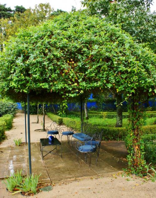 Жимолость растения. Жимолость (51 фото): виды и сорта, полезные свойства, правила посадки и ухода