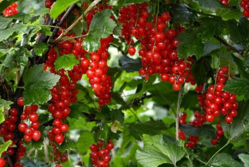 Кустарники со съедобными ягодами. Какие ягодные кустарники посадить на участке