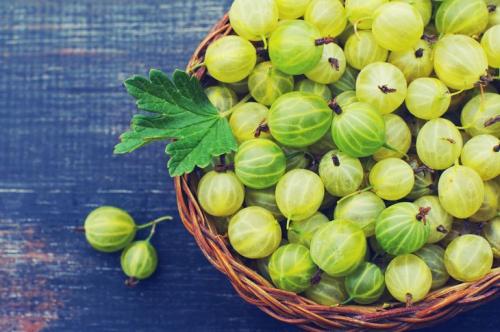 Кустарники со съедобными ягодами. Какие ягодные кустарники посадить на участке