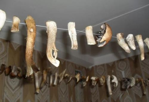 Какие особенности грибов можно использовать для их безошибочного отличия в ресторанах. Шляпки или ножки – где вся полезность грибов?