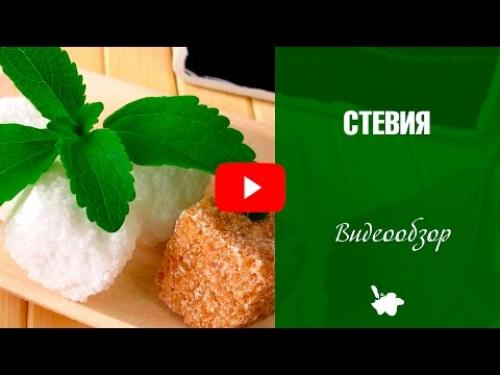 Узнайте, как выращивать стевию в домашних условиях 03