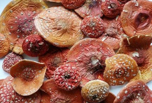 Какие особенности грибов можно использовать для их безошибочного отличия в ресторанах. Шляпки или ножки – где вся полезность грибов?