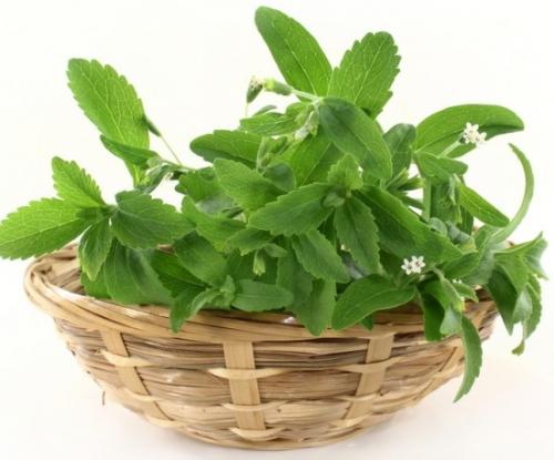 Узнайте, как выращивать стевию в домашних условиях 02