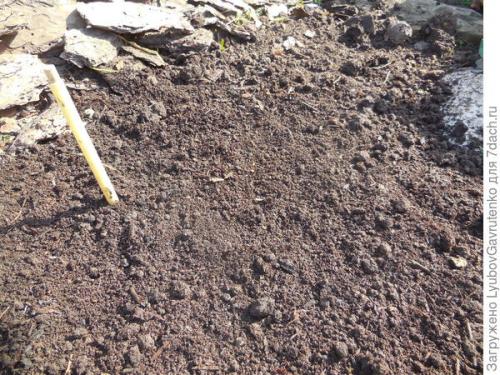 Как ухаживать за тюльпанами, посаженными в корзины. Тюльпаны я сажаю в сетках. Попробуйте и вы!