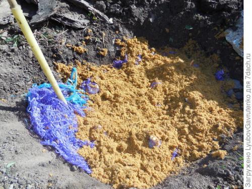 Как ухаживать за тюльпанами, посаженными в корзины. Тюльпаны я сажаю в сетках. Попробуйте и вы!