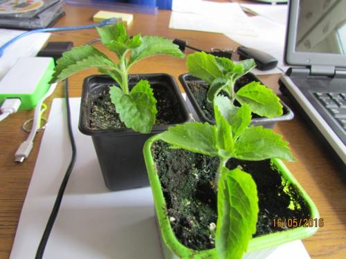 Узнайте, как выращивать стевию в домашних условиях 01