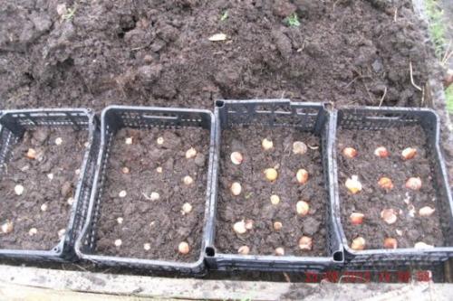 Как правильно посадить тюльпаны в корзины. Посадка тюльпанов в корзины для луковичных