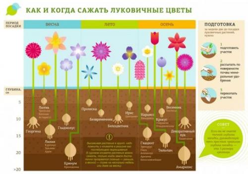 Какие растения относятся к луковичным культурам. Посадка луковичных растений