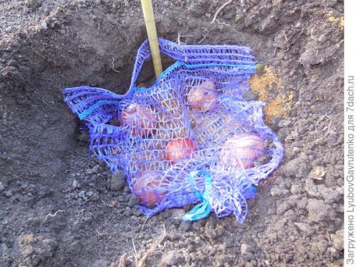 Как ухаживать за тюльпанами, посаженными в корзины. Тюльпаны я сажаю в сетках. Попробуйте и вы!