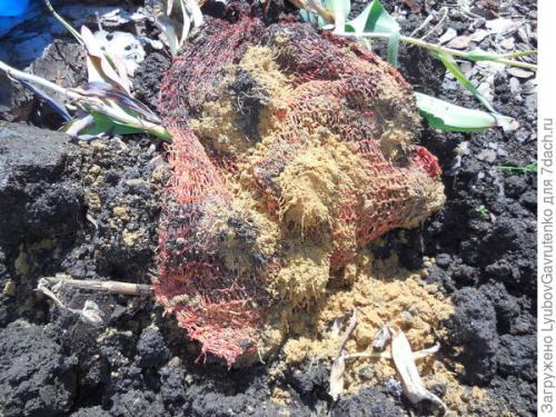 Как ухаживать за тюльпанами, посаженными в корзины. Тюльпаны я сажаю в сетках. Попробуйте и вы!