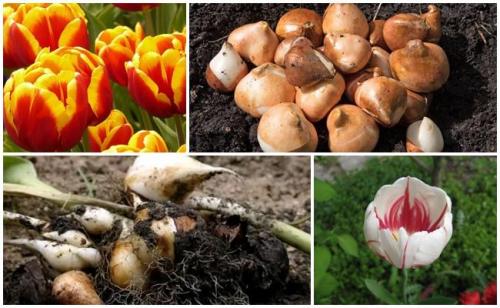 Какие корзины подходят для посадки тюльпанов. Сроки и способы посадки тюльпанов своими руками в корзины для луковичных