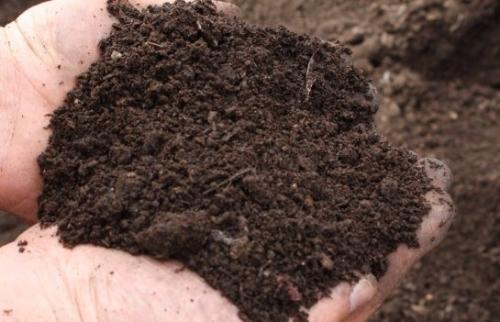 Как правильно посадить тюльпаны в корзины. Посадка тюльпанов в корзины для луковичных