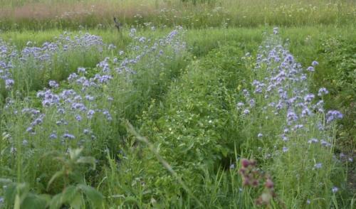 Какие гарниры можно подавать к сидератам для баклажанов. 