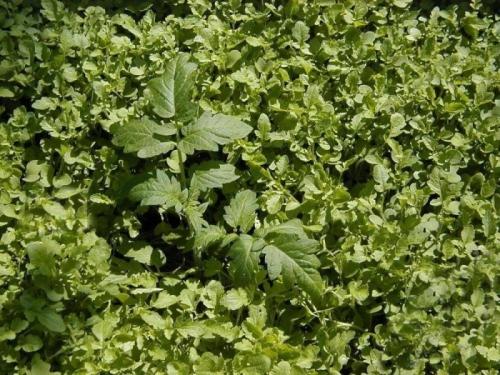 Какие гарниры можно подавать к сидератам для баклажанов. 