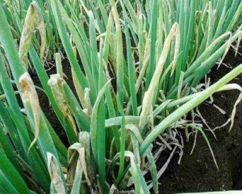 Перья лука желтеют, что делать. Почему у лука желтеют кончики перьев 05