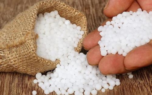 Внекорневая подкормка жимолости. Азотные удобрения для жимолости