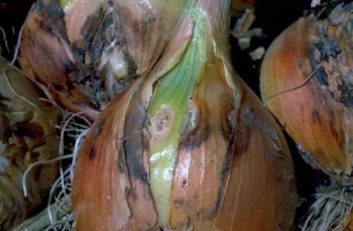 Перья лука желтеют, что делать. Почему у лука желтеют кончики перьев