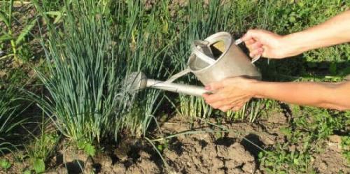 Перья лука желтеют, что делать. Почему у лука желтеют кончики перьев