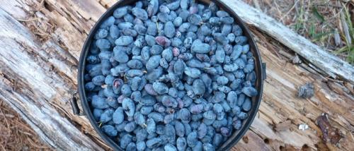 Удобрение жимолости после плодоношения. Особенности ухода за жимолостью после сбора урожая в июле