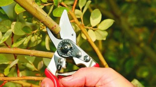 Удобрение жимолости после плодоношения. Особенности ухода за жимолостью после сбора урожая в июле