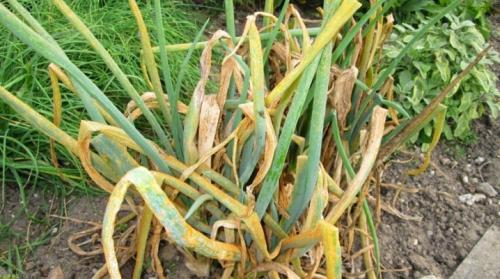 Почему желтеет перо у лука и как с этим бороться. Какими народными средствами полить лук, если он желтеет?