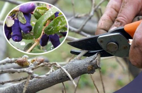 Чем подкормить жимолость после сбора урожая. Чем подкормить жимолость после плодоношения 07 Чем подкормить жимолость после сбора урожая. Чем подкормить жимолость после плодоношения 07