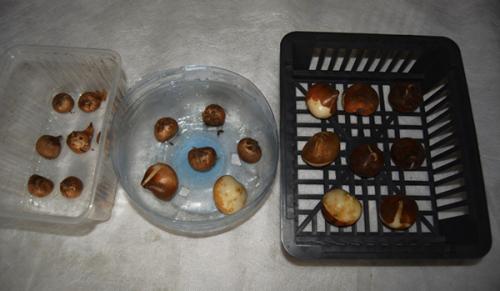 Посадка луковичных цветов в корзины. Посадка луковичных в корзины. 04 Посадка луковичных цветов в корзины. Посадка луковичных в корзины. 04