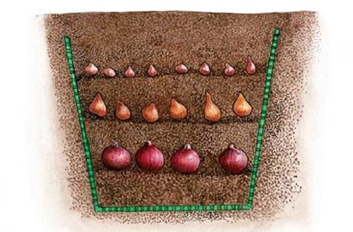 Корзина для луковичных своими руками. Сад без хлопот или корзины для луковичных и их аналоги