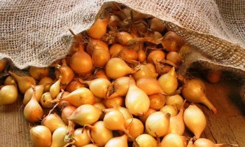 Какие преимущества имеет обработка лука севок перед посадкой. В чем замочить лук от стрелкования