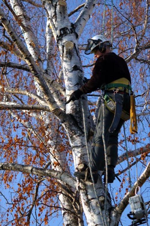 Как выбрать правильный момент для обрезки березы. Обрезка березы