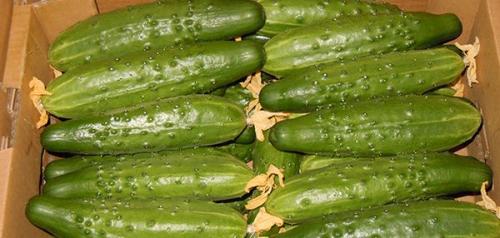 Лучшие сорта огурцов для Северо-Запада Ленинградской области. Огурцы для выращивания в теплицах 03