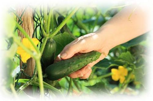 Огурец елисеевский. Как правильно выбрать сорт для северо-западной полосы