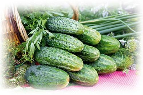 Огурец елисеевский. Как правильно выбрать сорт для северо-западной полосы
