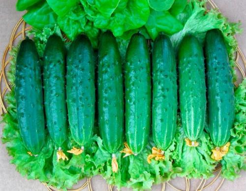 Лучшие сорта огурцов для Северо-Запада Ленинградской области. Огурцы для выращивания в теплицах 05