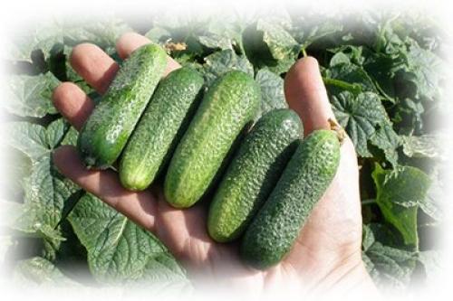 Огурец елисеевский. Как правильно выбрать сорт для северо-западной полосы