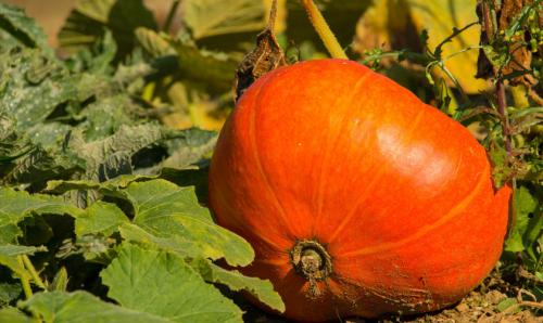 Как быстро определить спелость тыквы: лучшие лайфхаки 05