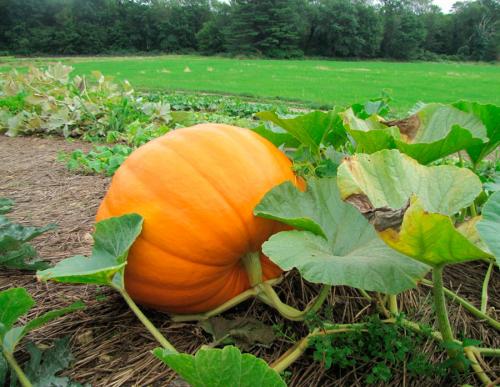 Как быстро определить спелость тыквы: лучшие лайфхаки 09
