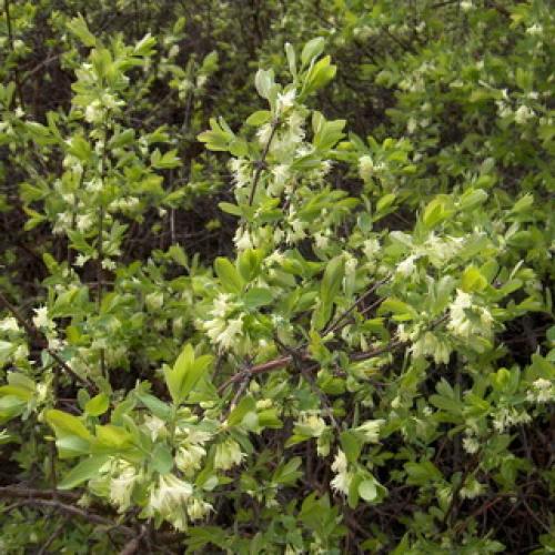 Съедобная жимолость от А до Я. Особенности жимолости 06