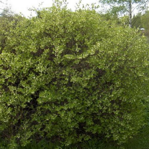 Съедобная жимолость от А до Я. Особенности жимолости 07