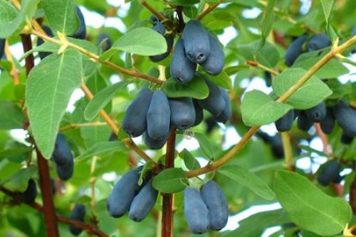 Выращивание жимолости в украине. Популярные виды и сорта садовой жимолости